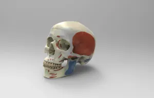 Skull showing where grip facial muscles