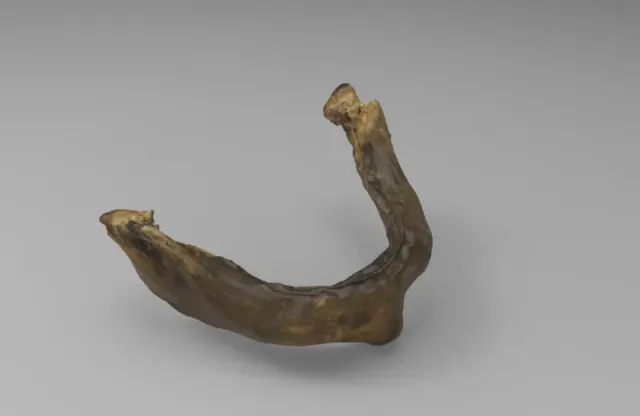 Model of infant mandible of an Individual Under Six Months — Image 4 of 4