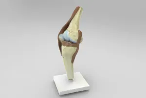 Anatomic Model of Knee - Folded