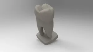 Education model of human tooth