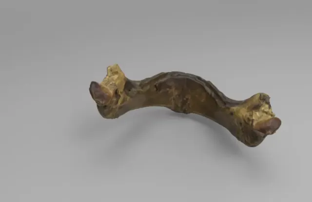 Model of infant mandible of an Individual Under Six Months — Image 2 of 4