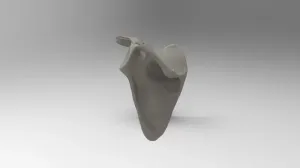 Human Scapula