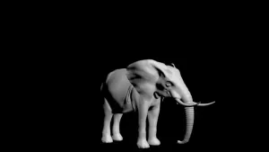 elephant