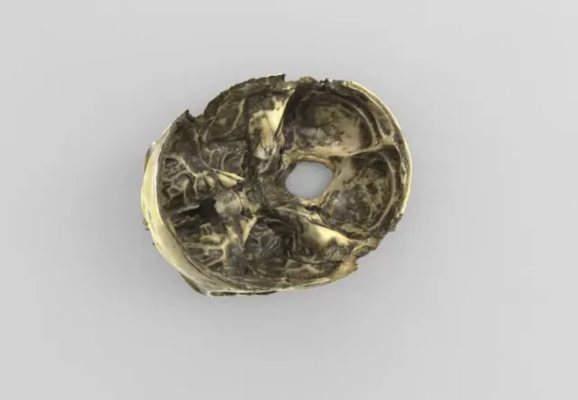 Model of Skull with a Cross-Section for Educational Purposes — Image 3 of 4