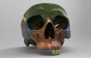 A model showing the bones forming human skull