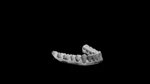 Teeth