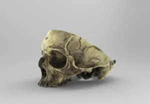 Model of Skull with a Cross-Section for Educational Purposes