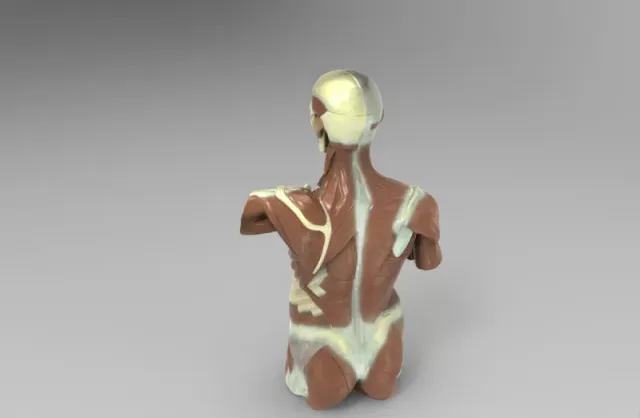 Model Shows the Structure of Human Organs — Фото 5 из 7