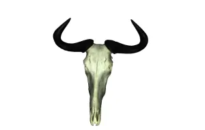 Blue Wildebeest Skull