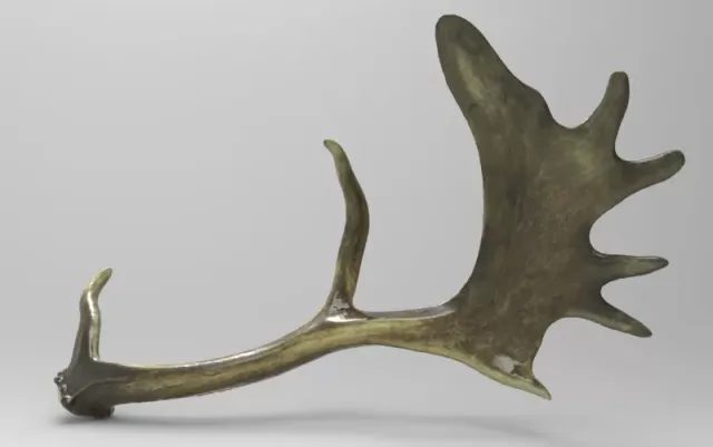 Fallow Deer Antlers — Фото 2 из 3