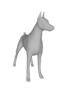 Short-haired working dog - Doberman