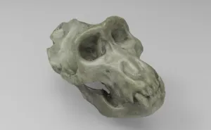 Mold of Chimpanzee Skull