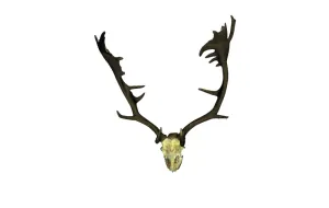 Male Deer Antlers