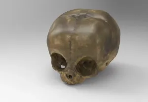 Model of Baby Skull of an Individual Under Six Months