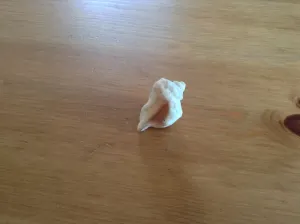 Model of Shell