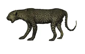 Leopard