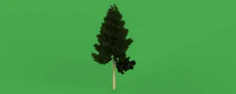 Pine tree 22 m