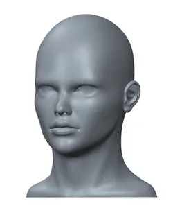 Adult Human Head