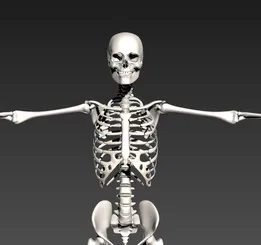 Human Skeleton used for a Parametric Gait Study