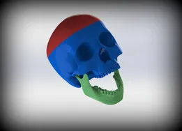3-parts Anatomical Skull Model