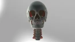 Human Anatomy V3 - Male (Life Sciences Japan, BodyParts3D Source)