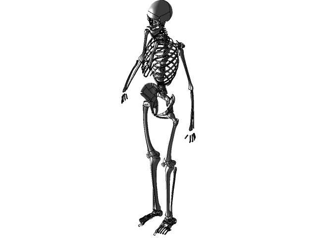 Human Skeleton — Image 11 of 11