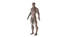 Muscular Human Body