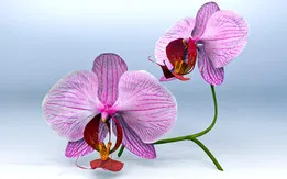 Flower Phalaenopsis®001