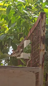 Clip-On Bird Feeder for Balcony & Window Grills – 3D Printable