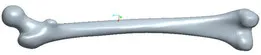 Femur_3D_Model