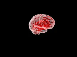 Brain, "the brain"