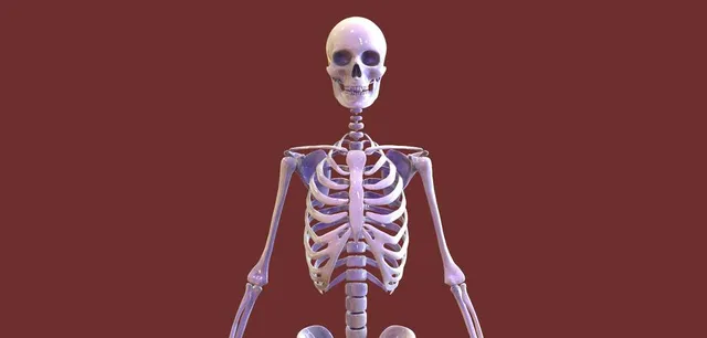 Human Skeleton — Image 7 of 11