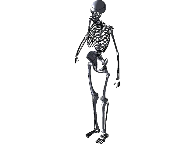 Human Skeleton — Image 2 of 11