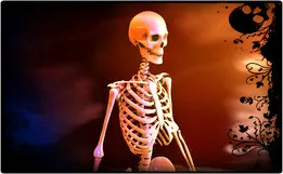 Human Skeleton