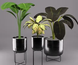 Indoor Plantsset