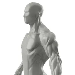 Human Muscle Model Conversion