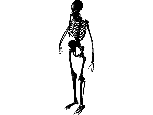 Human Skeleton — Image 5 of 11