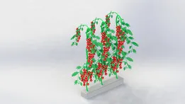Tomato