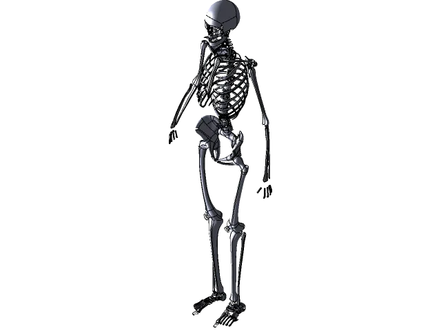 Human Skeleton — Image 6 of 11
