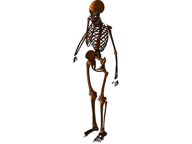 Human Skeleton — Image 3 of 11