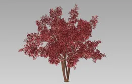 Ahorn-japan- tree