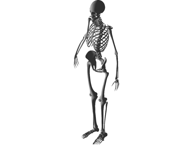Human Skeleton — Image 4 of 11