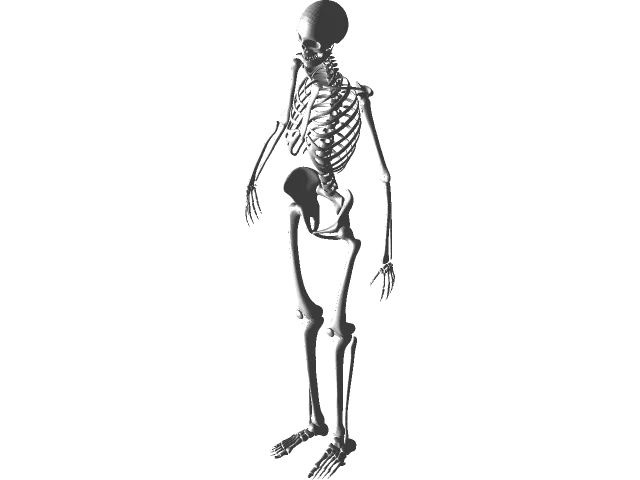 Human Skeleton — Image 8 of 11