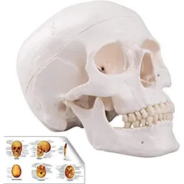 Anatomically correct Skull Model