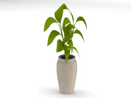 Fikus house plant and pot