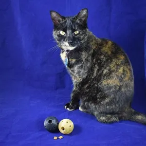 Cat Treat Ball Dispenser