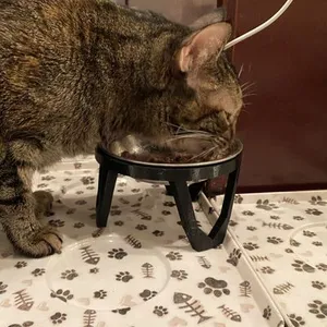 Elevated cat (small pet) bowl stand