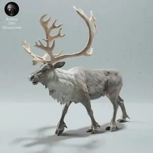 Reindeer / Caribou Bull Calling