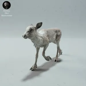 Reindeer / Caribou Calf