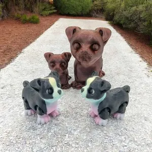 Boston Terrier Pup